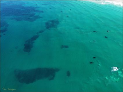 Whales - Head of Bight - SA SQ (PBH3 00 28944)